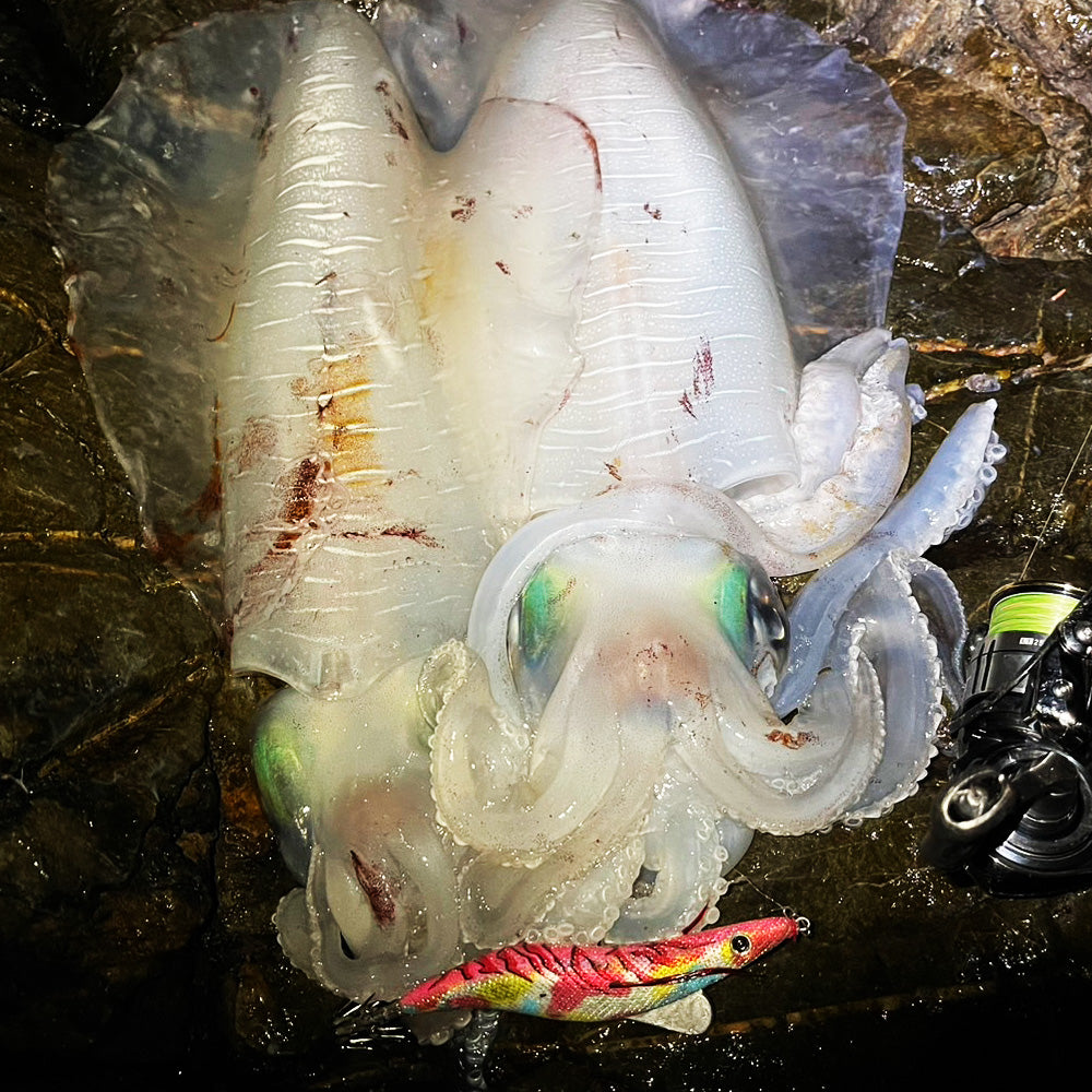 ⭐︎エギセット　１９本　４号〜2.５号⭐︎ 楽天市場】エギセットの通販