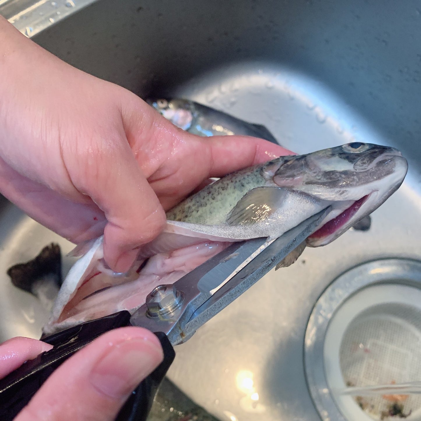 fuchibite 水産ばさみ