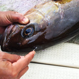 神経絞め 径1.8mm 長さ130cm 【1パック1本入り】【神経締め 神経抜き 神経〆】