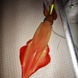 koushitsu happou ukisutte size:5.0 glow red/yellow