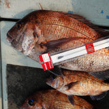 神経絞め 径2.5mm 長さ130cm 【1パック1本入り】【神経締め 神経抜き 神経〆】