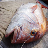 神経絞め 径1.2mm 長さ100cm 【1パック2本入り】【神経締め 神経抜き 神経〆】