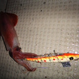 haifukugata size:M dot glow orange iwashi