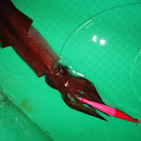 koushitsu happou ukisutte size:5.0 pink glow red/white