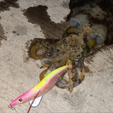 【受注生産】REVOLT/エギシャープ バジーグロー