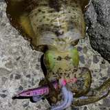 【受注生産】REVOLT/エギシャープ 夜桜