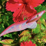 【受注生産】REVOLT/エギシャープ リュウキュウアカバナー