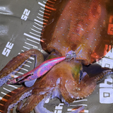 【受注生産】REVOLT/エギシャープ リュウキュウアカバナー