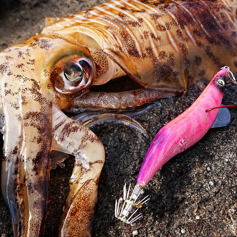 egisharp 3.8V1 (19g) red base pink